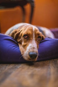 Close-up of dog resting