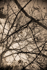 Bare trees against sky