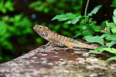 Close-up of a lizard