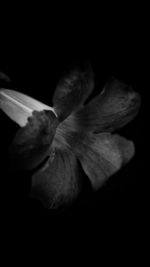 Close-up of flower over black background