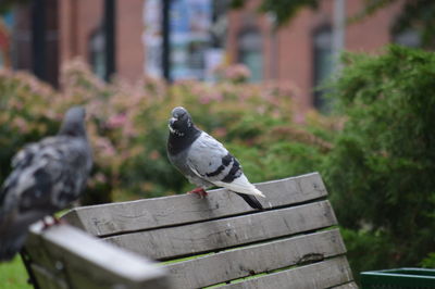 Close-up of bird perching on wood