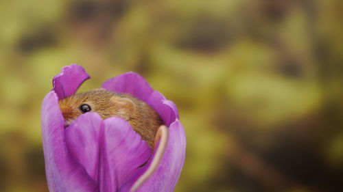 Close-up of honey bee pollinating on pink flower