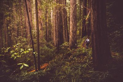 Trees in forest