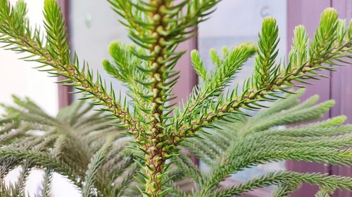 Close-up of fresh green plants