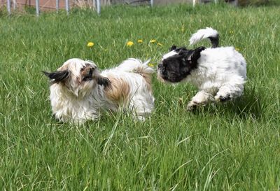 Two dogs on field