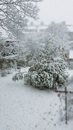 Snow covered landscape