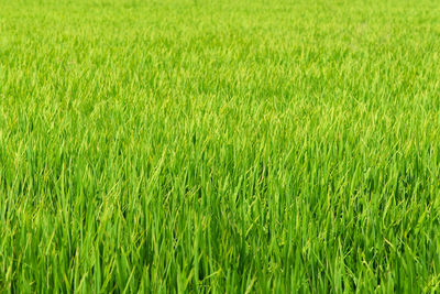 Full frame shot of wheat field