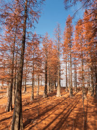 Woodlands in autumn