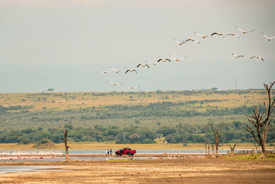 Tourists next to a safari vehicle amidst flamingos at lake elementaita in soysambu, naivasha,
