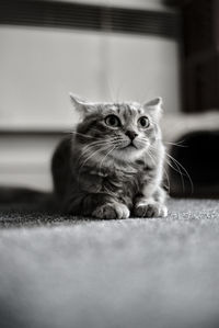 Close-up portrait of a cat