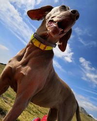 Low angle view of dog standing against blue sky