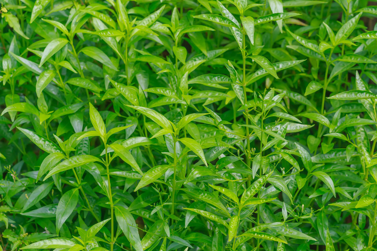 HIGH ANGLE VIEW OF FRESH GREEN LEAVES ON FIELD