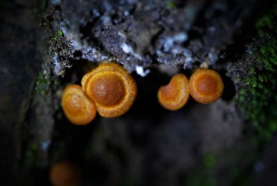 Close-up of mushrooms growing on tree