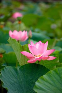 Close-up of lotus water lily