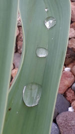 High angle view of wet succulent plant