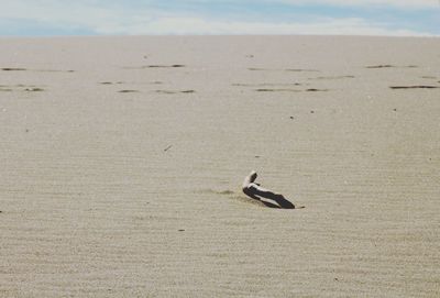 Log on sand at desert
