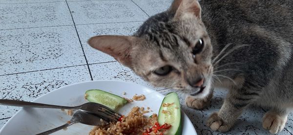 High angle view of cat eating food