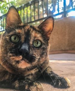 Close-up portrait of cat relaxing at home