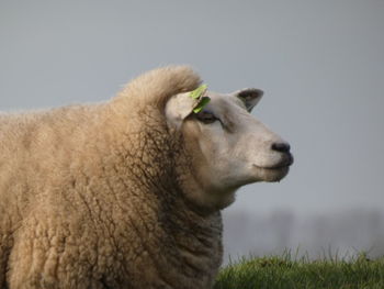 Sheep in mist