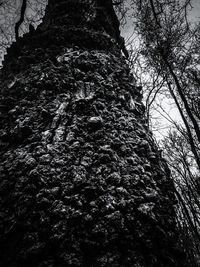 Low angle view of tree against sky