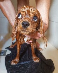 Doggy bathtime 