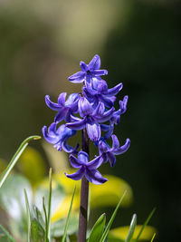 Close-up of purple flowering plant