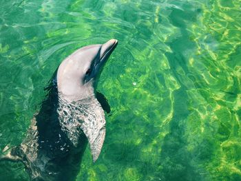 High angle view of swimming in sea