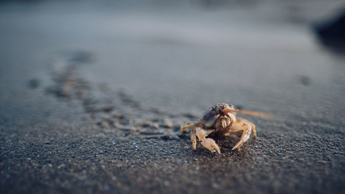 Close-up of crab on beach