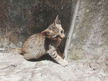 High angle view of cat sitting on wall