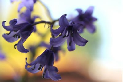 Close-up of purple flowers