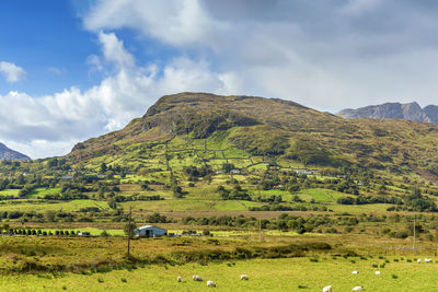 Panoramic landscape with mountains and sheeps, galway county, ireland