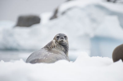 Close-up of seal on snow