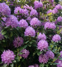 Close-up of pink flowering plants