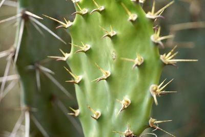 Close-up of cactus plant