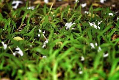 Close-up of grass growing in field