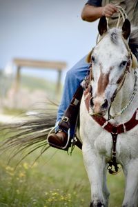 Close-up of a horse on field