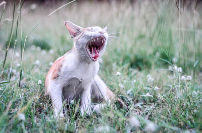 View of a cat on field