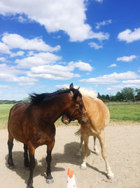 Horses standing in ranch against sky