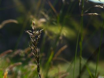 Close-up of plant growing on field