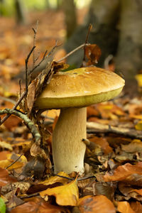 Close-up of mushroom growing on field