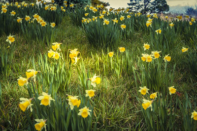 Close-up of fresh yellow flowers blooming in field