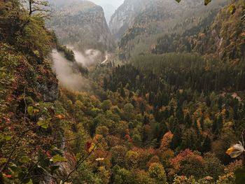 High angle view of trees in forest