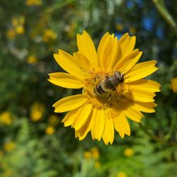 Bee pollinating flower