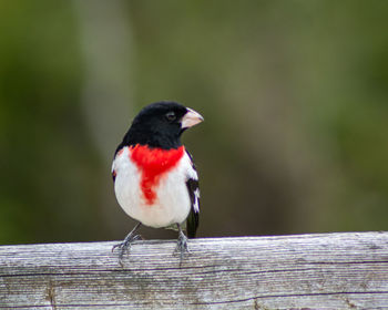 Close-up of bird perching on wooden railing