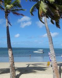 View of palm trees on beach