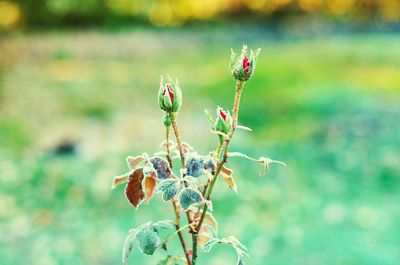 Close-up of red flowering plant