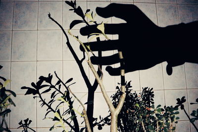 Close-up of silhouette hand against plants