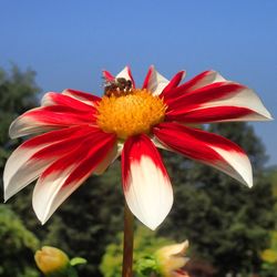 Close-up of honey bee on pink flower