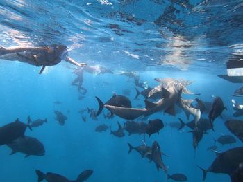 Fish swimming in sea