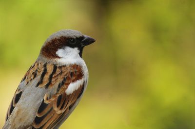 Close-up of bird